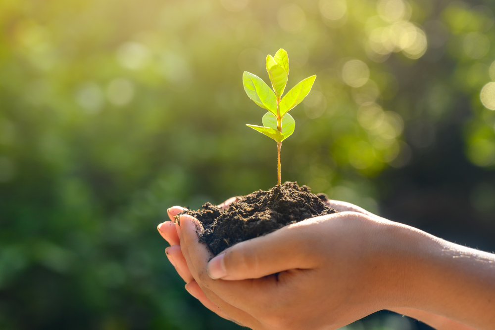 7-beneficios-de-plantar-un-árbol_Mesa-de-trabajo-1