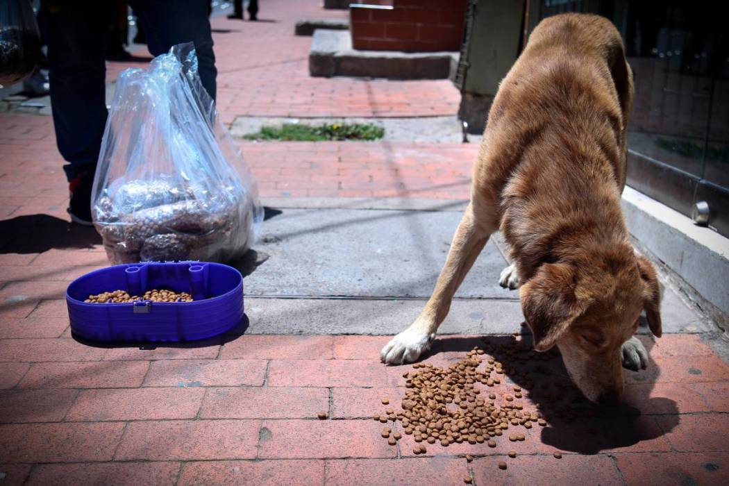 perros_3032619_20200429091059